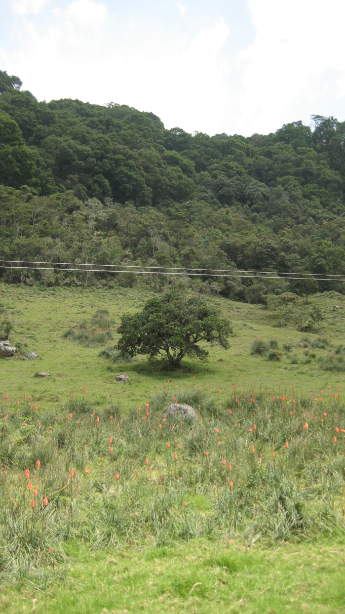 Historia Guatok